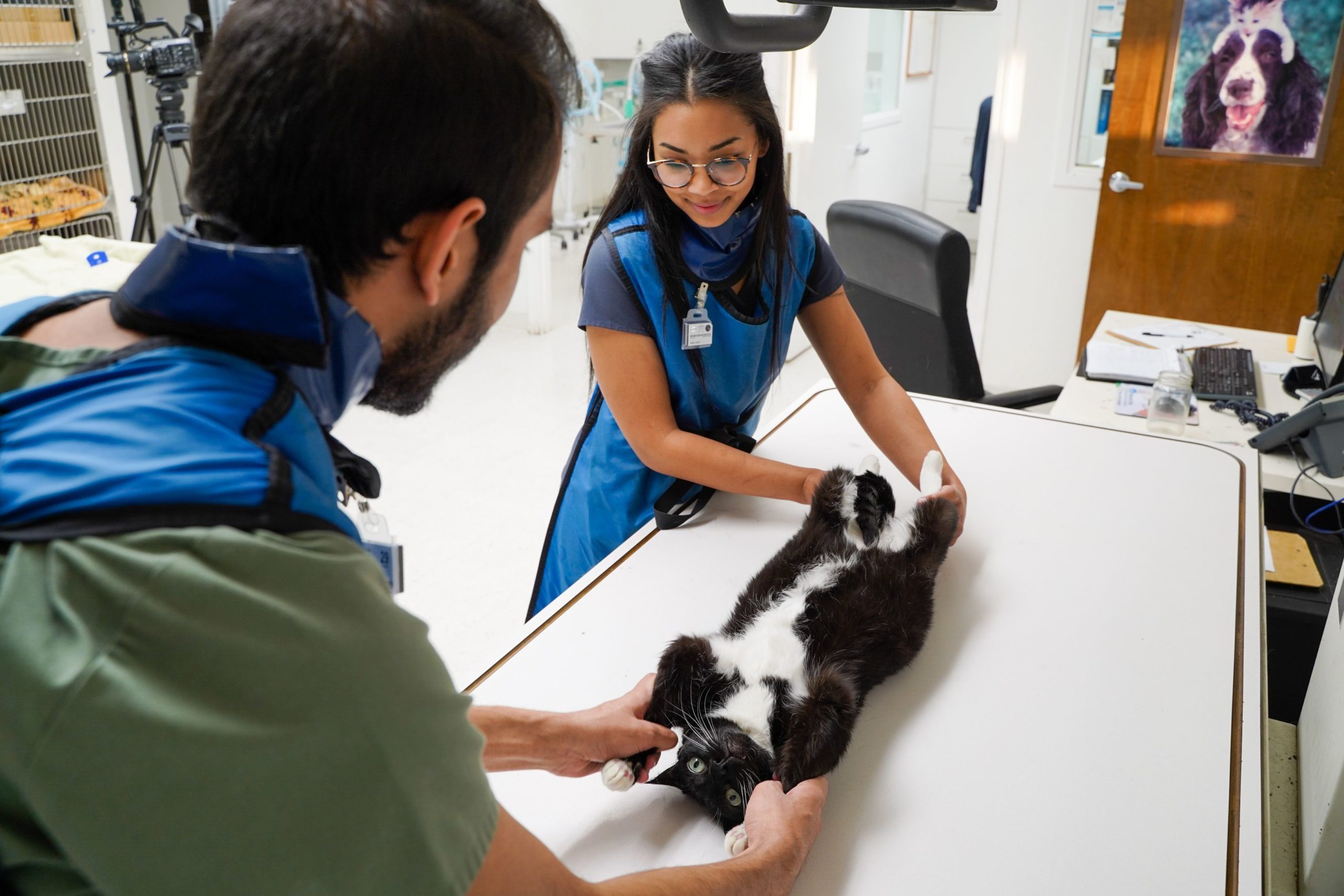 Pet hospital clearance