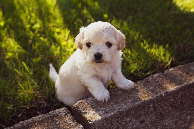 puppy-4234435_640