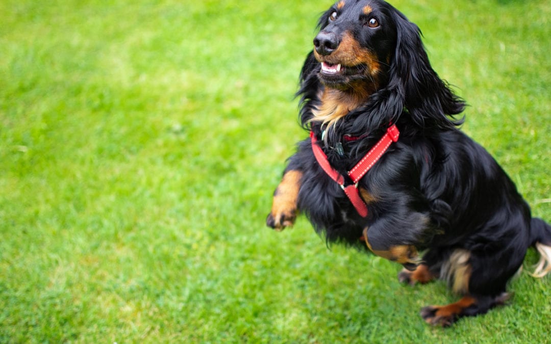 3 Steps to Teach Your Dog Not to Jump