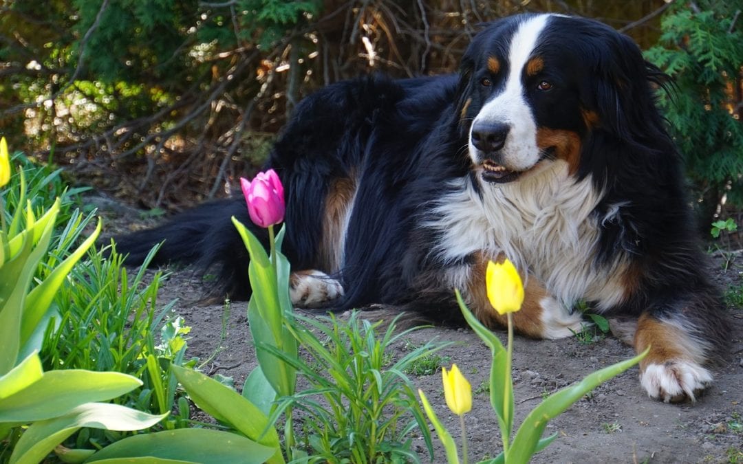 5 Common Garden Items Toxic to Pets
