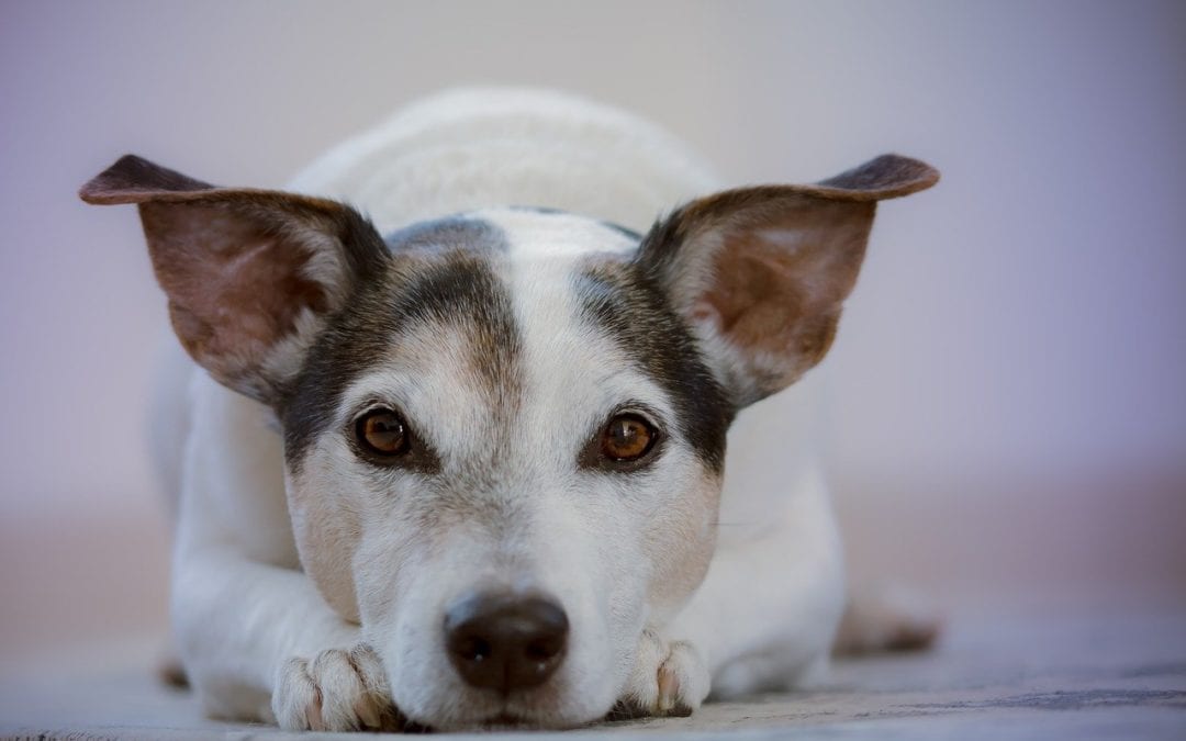 Why Your Dog May Be Licking Their Paws