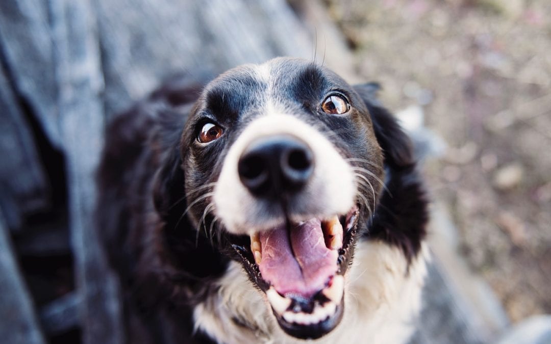 Crazy Canine Behaviors Explained