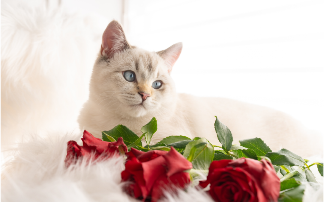 Love on Your Pet This Valentine’s Day