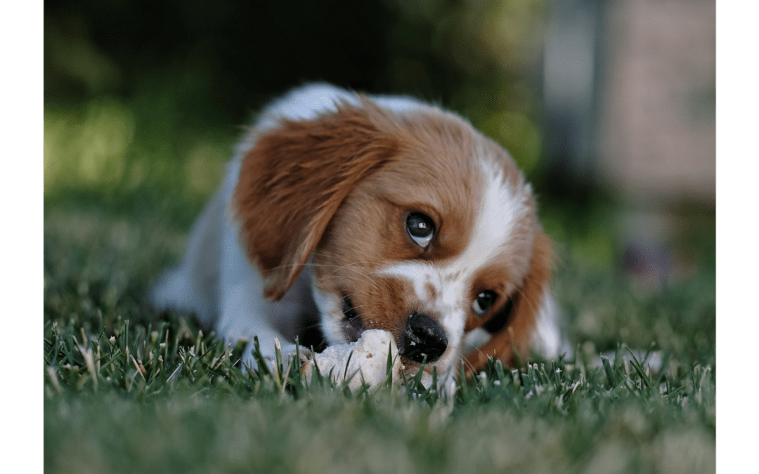 4 Ways to Set Your New Puppy Up for Success