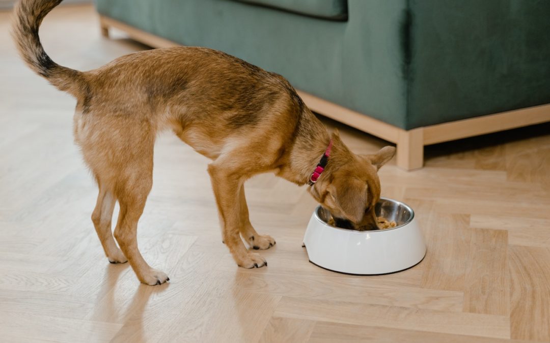 How to Prepare a Pet-Safe Thanksgiving Feast