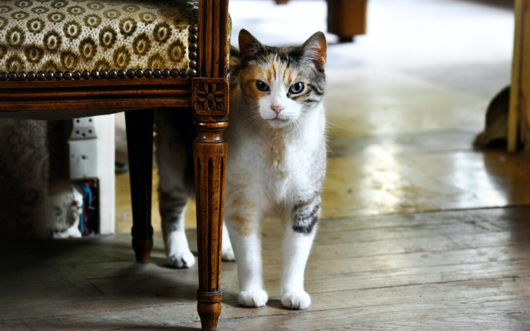 The Ultimate Guide: How to Welcome a New Cat into Your Home
