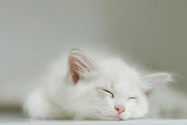 White cat sleeping on the ground