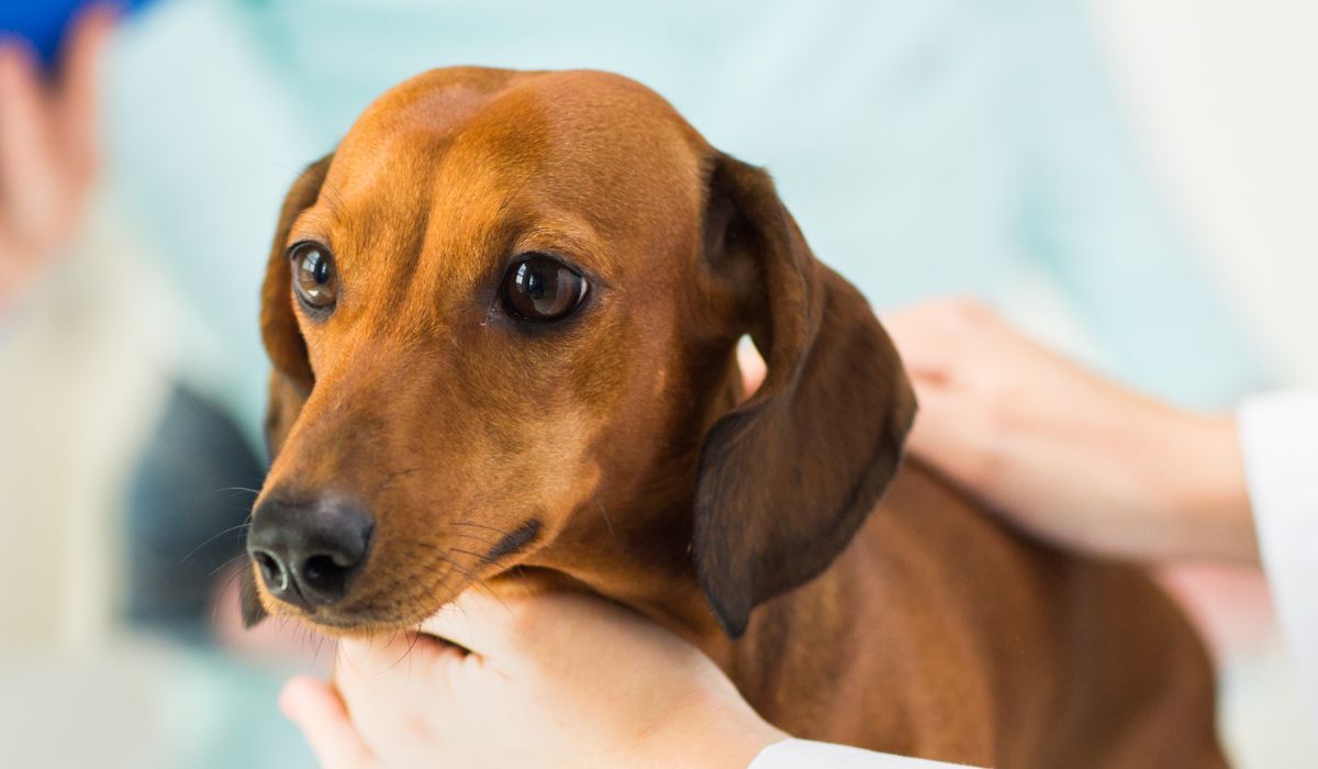 closeup of dachshund dog at vet