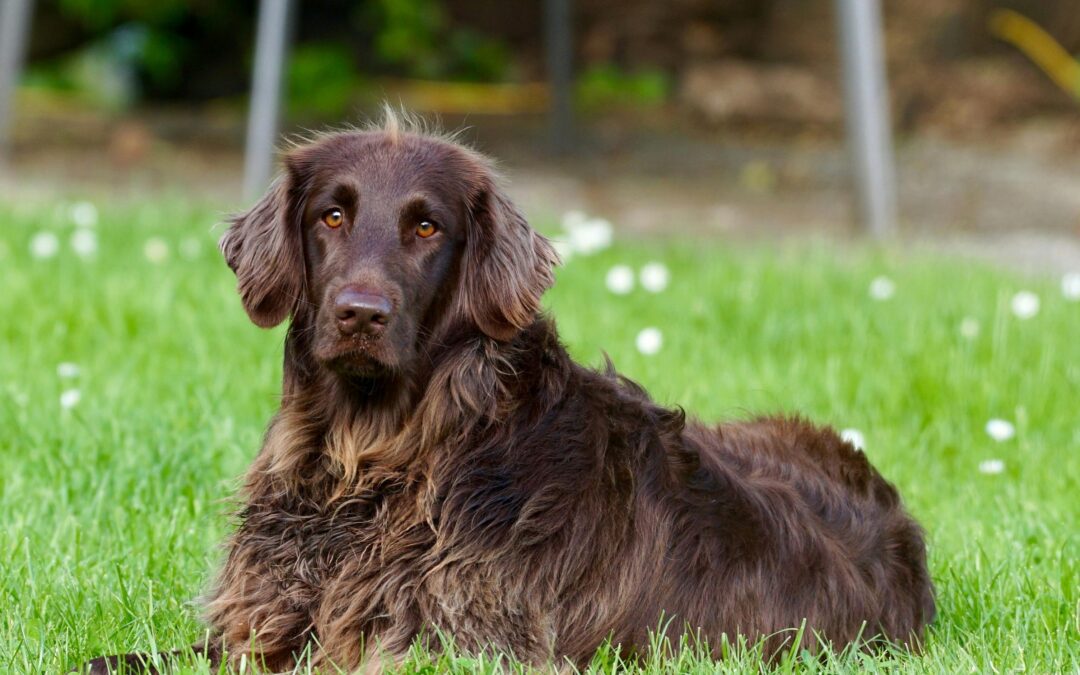 Springtime Parasite Prevention: Keep Your Pet Safe This Season
