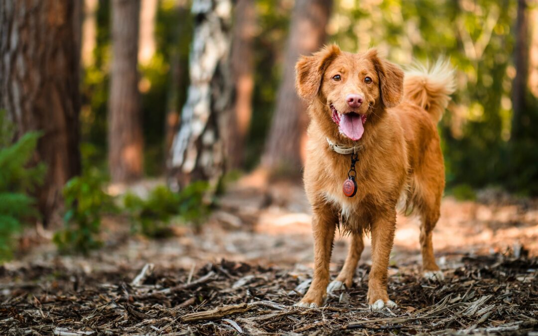 Lyme Disease in Pets: What Every Pet Owner Needs to Know