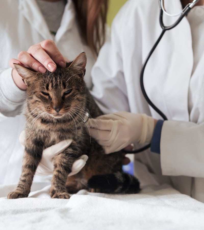 A woman in a lab coat carefully examines a cat on a table in a veterinary setting
